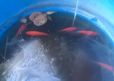 Goldfish in a rain barrel
