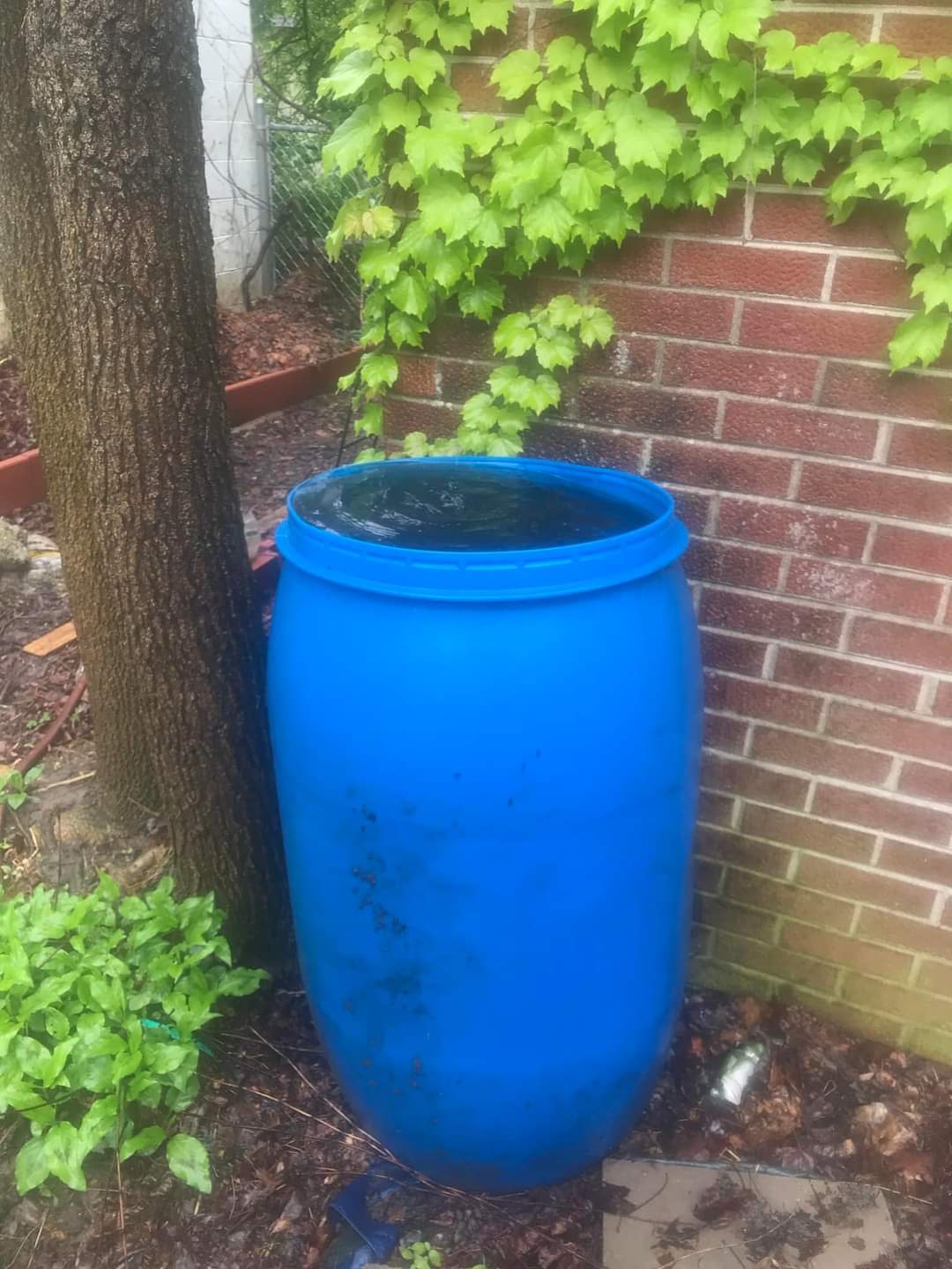 A blue rain barrel full of rainwater standing against a red brick wall with green grape vine cascading along the wall