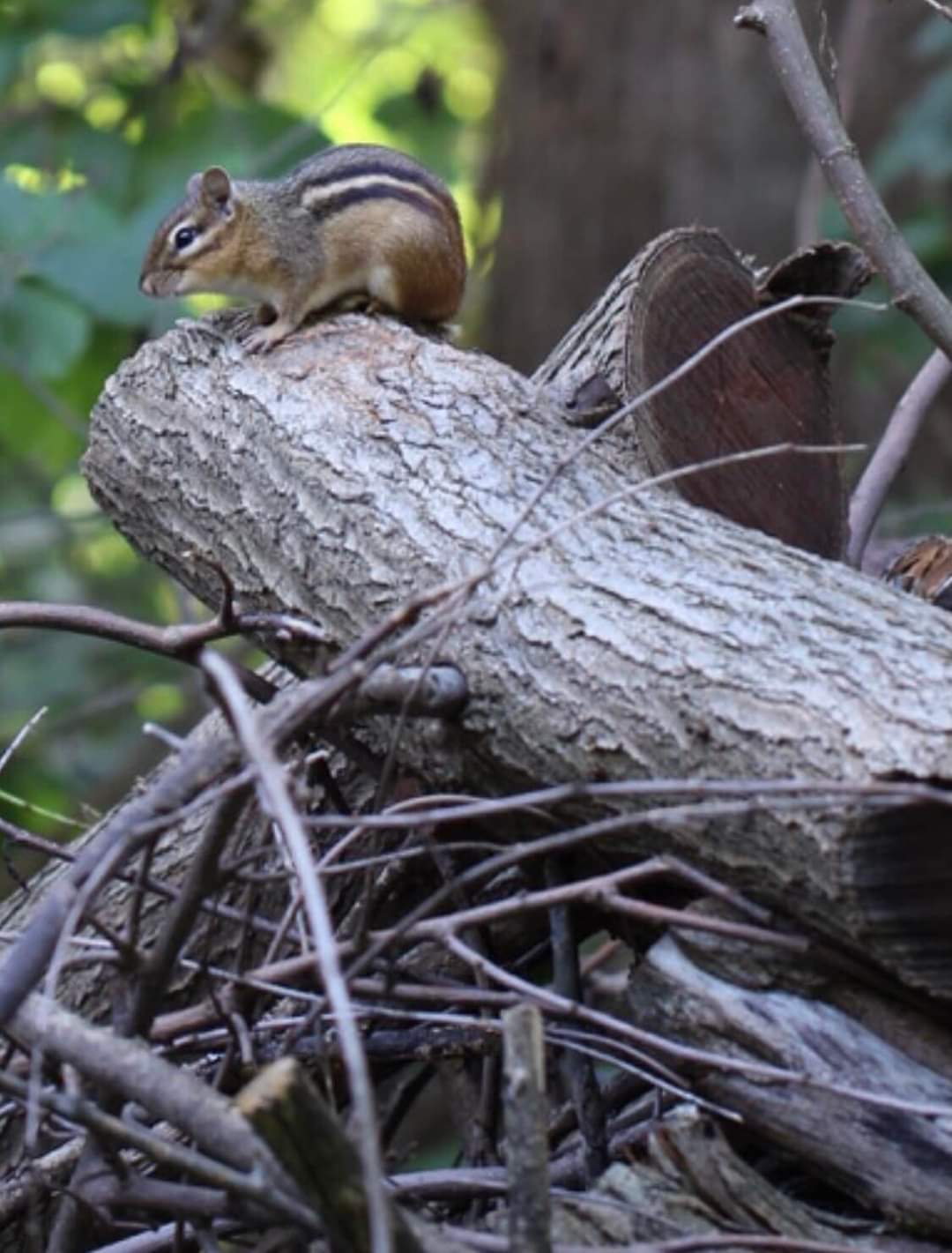 Adult chipmunk sitting on a fallen log