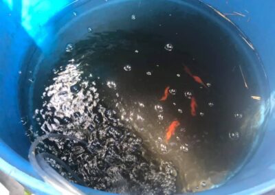 Bright orange goldfish swim in a blue rain barrel. Air from a clear plastic tube makes bubbles in the water.