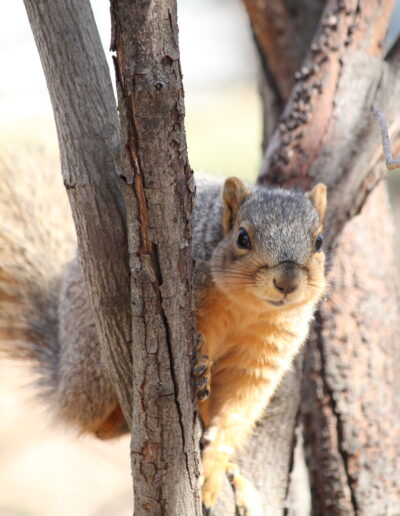 Squirrel perched in the crook of a small tree