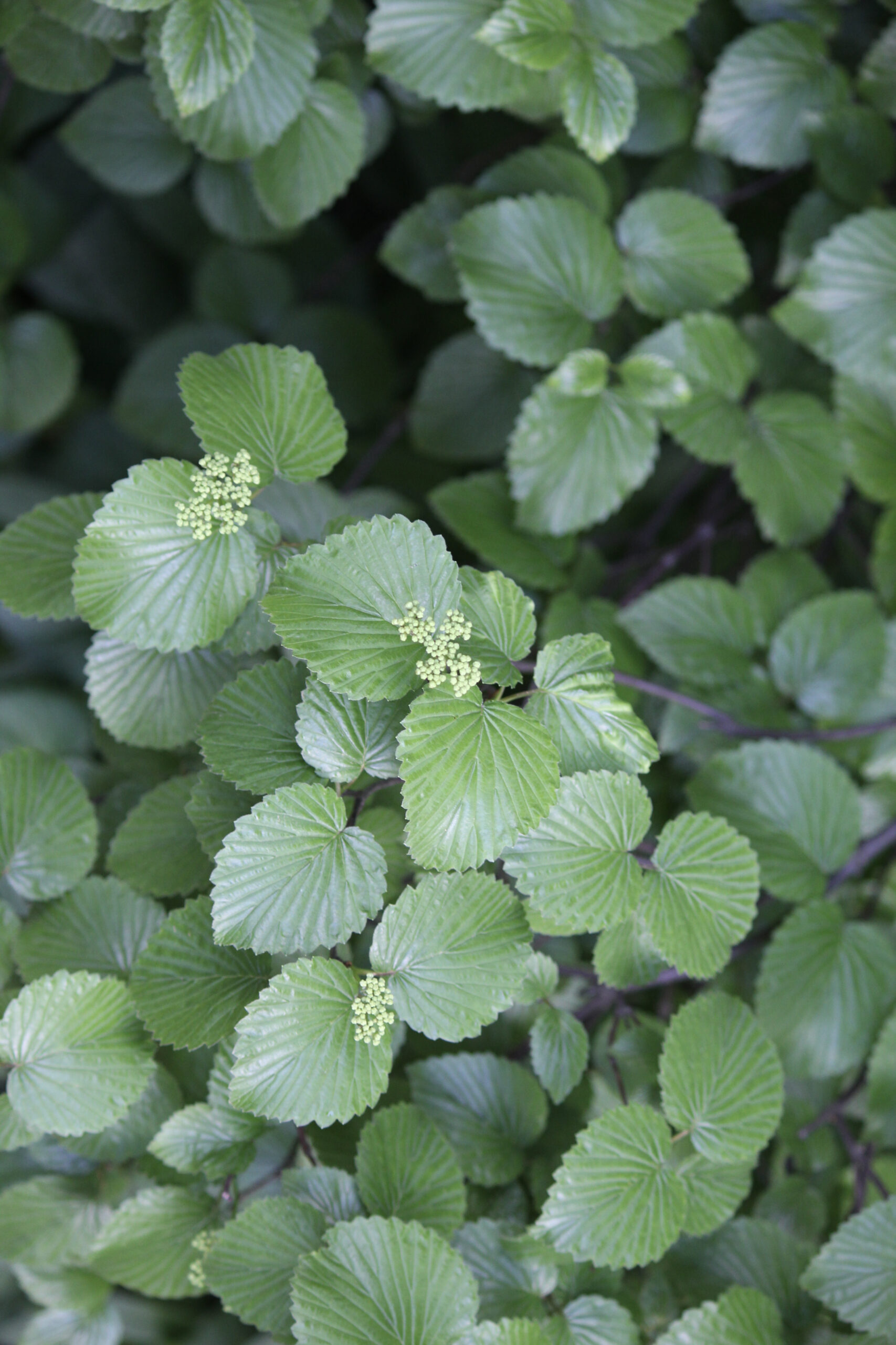 Leaves of a green shrub with two white berries