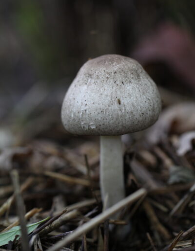 A single white mushroom grows out of a layer of leaf litter.