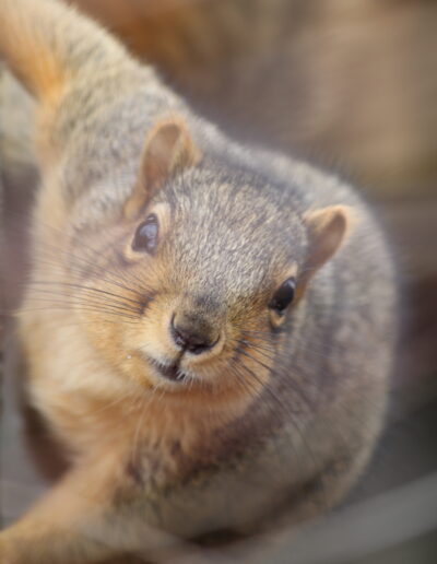Closeup of a Fox Squirrel