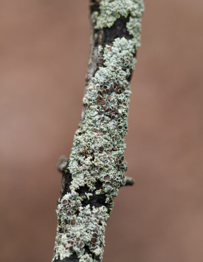 A dead branch with small brown and white clumps of fungus