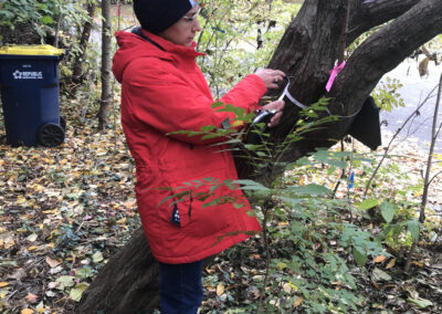 Miriam Murphy wears a bright red winter coat and warm black hat as she uses a tape measure to determine the circumference of a tree during the tree inventory.