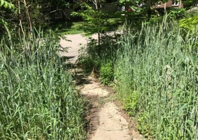 Small cement pathway leading to the street in front of WIldergarden that is surrounded on both sides by tall, slender stalks of Winter Cereal Rye.