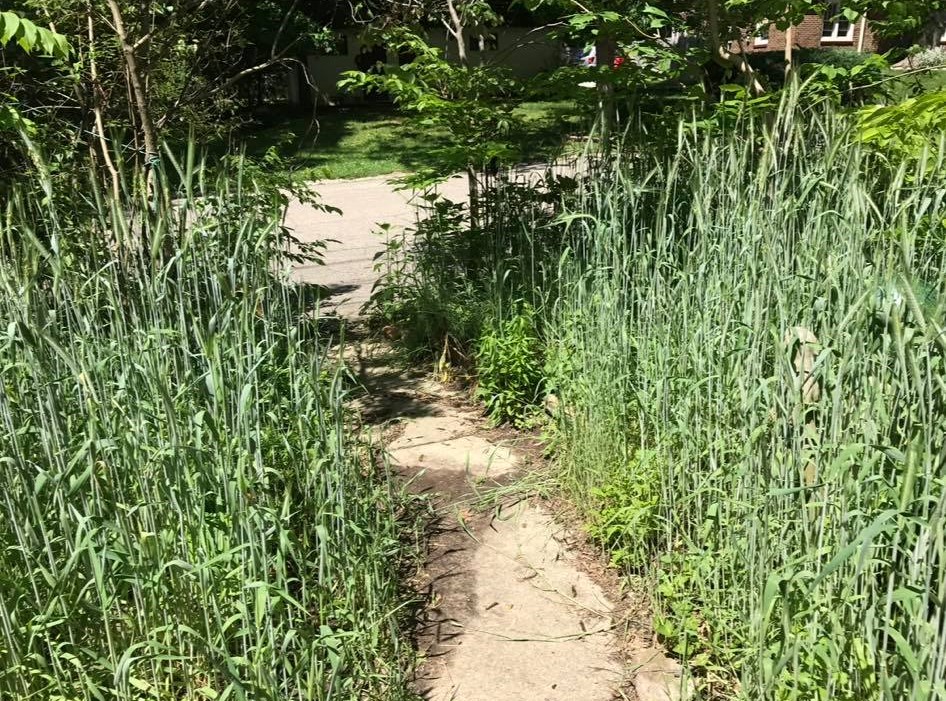 Small cement pathway leading to the street in front of WIldergarden that is surrounded on both sides by tall, slender stalks of Winter Cereal Rye.