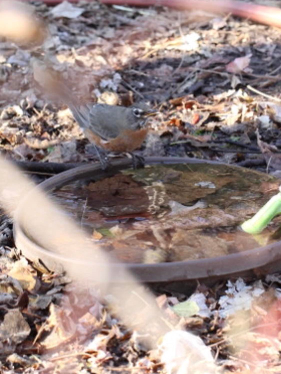 American (Red-breasted) robin perching on the rim of a large, brown saucer filled with water and leaves. The ground in the background is  leaf debris with patterns of alternating light and shade.