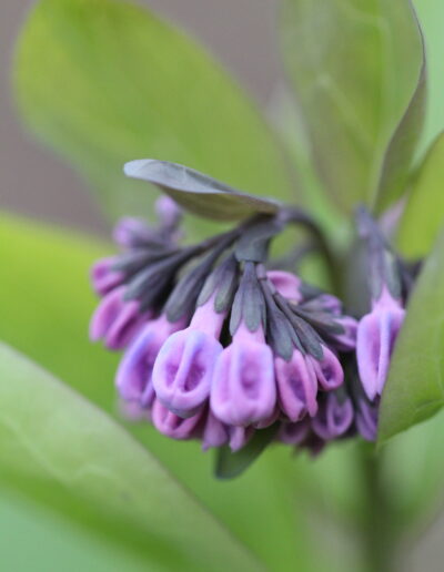 Bunch of purple unopened Virginia bluebells with green leaves behind them.