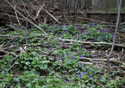 Leaf debris and drying stick interspersed with green leaves and small violet flowers.