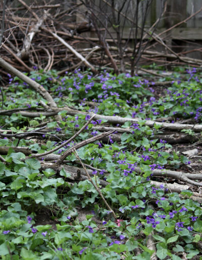 Leaf debris and drying stick interspersed with green leaves and small violet flowers.