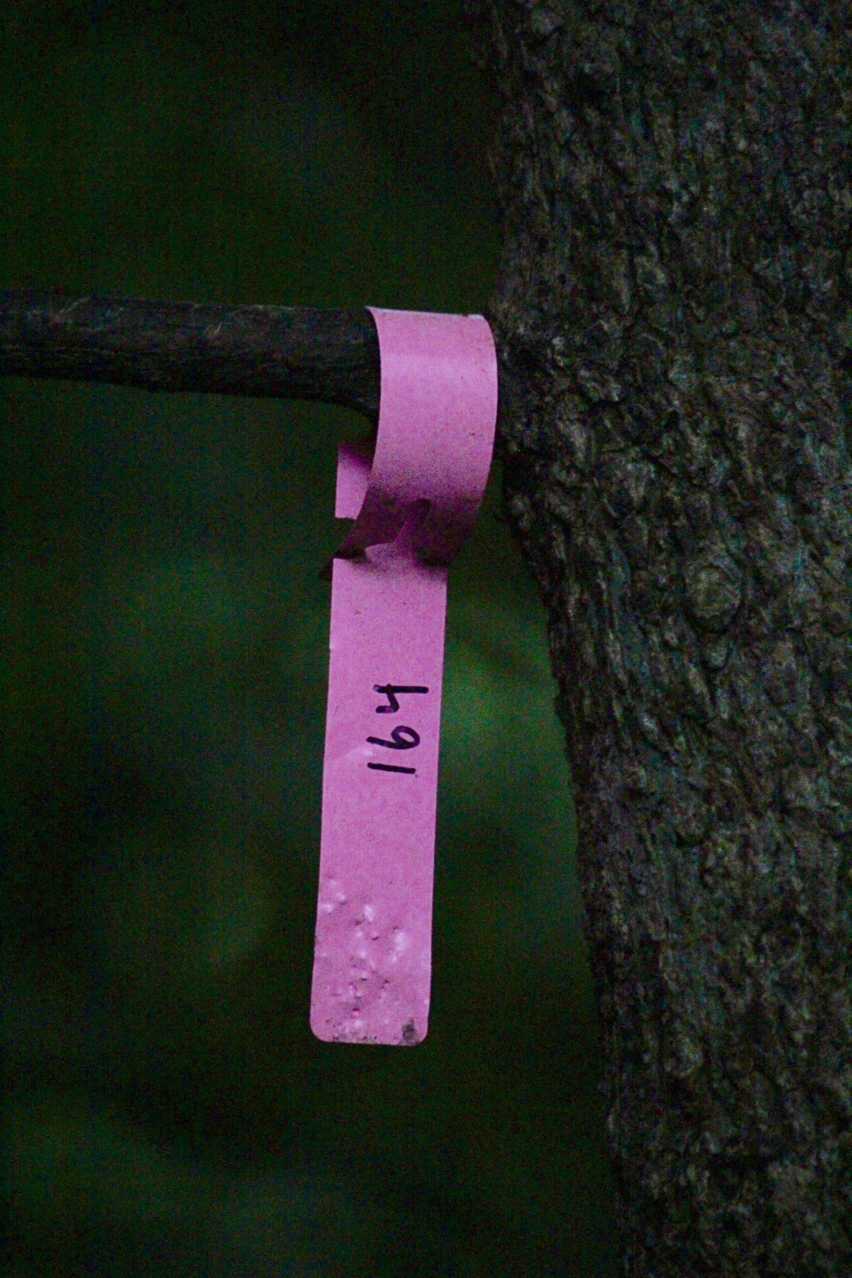 Bright pink tag with 164 written on it in black ink hanging from a thin branch to identify the tree with its number for inventory and tracking purposes.