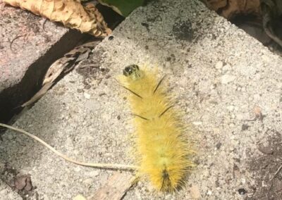 A fuzzy yellow caterpillar walks across a rock.