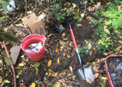 A red bucket filled with rainwater, a cardboard box of kelp meal, a steel shovel with a red and black handle, and a red wagon full of water and leaves surround a small sapling with a blue identification tag that sits in a freshly dug hole that will become its permanent home.