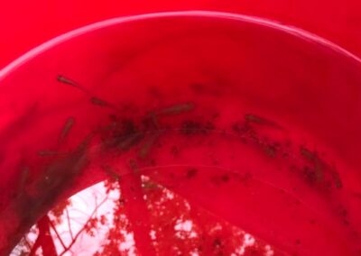 Small, brown mosquitofish swim in a red rain barrel.