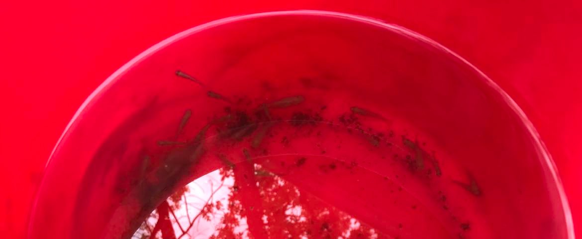 Small, brown mosquitofish swim in a red rain barrel.
