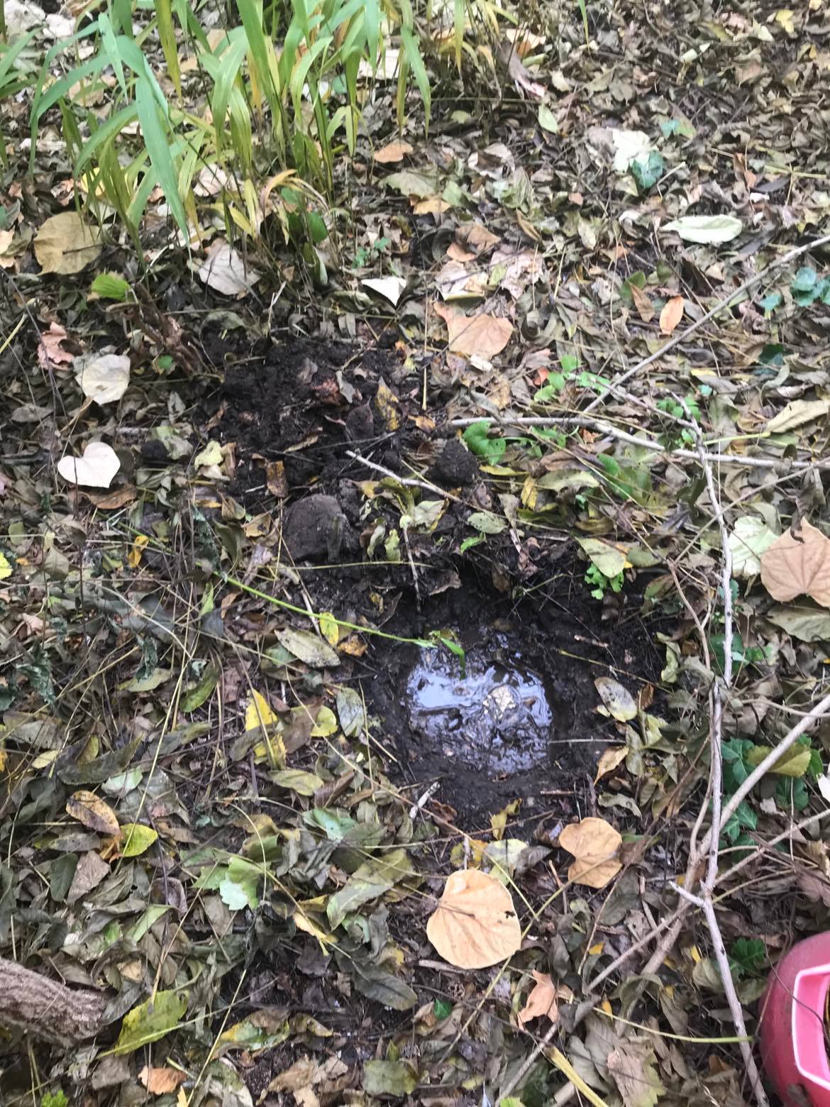 Freshly dug hole in the ground filled with water from the rain barrel. The hold is surrounded by brown leaf litter, and some unidentified herbaceous plants are growing nearby.
