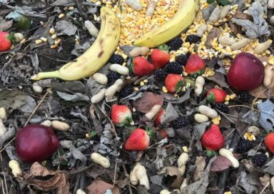 A bountiful pile of apples, bananas, peanuts, corn kernels, blackberries, and strawberries is strewn across the leaf debris for wildlife to enjoy.