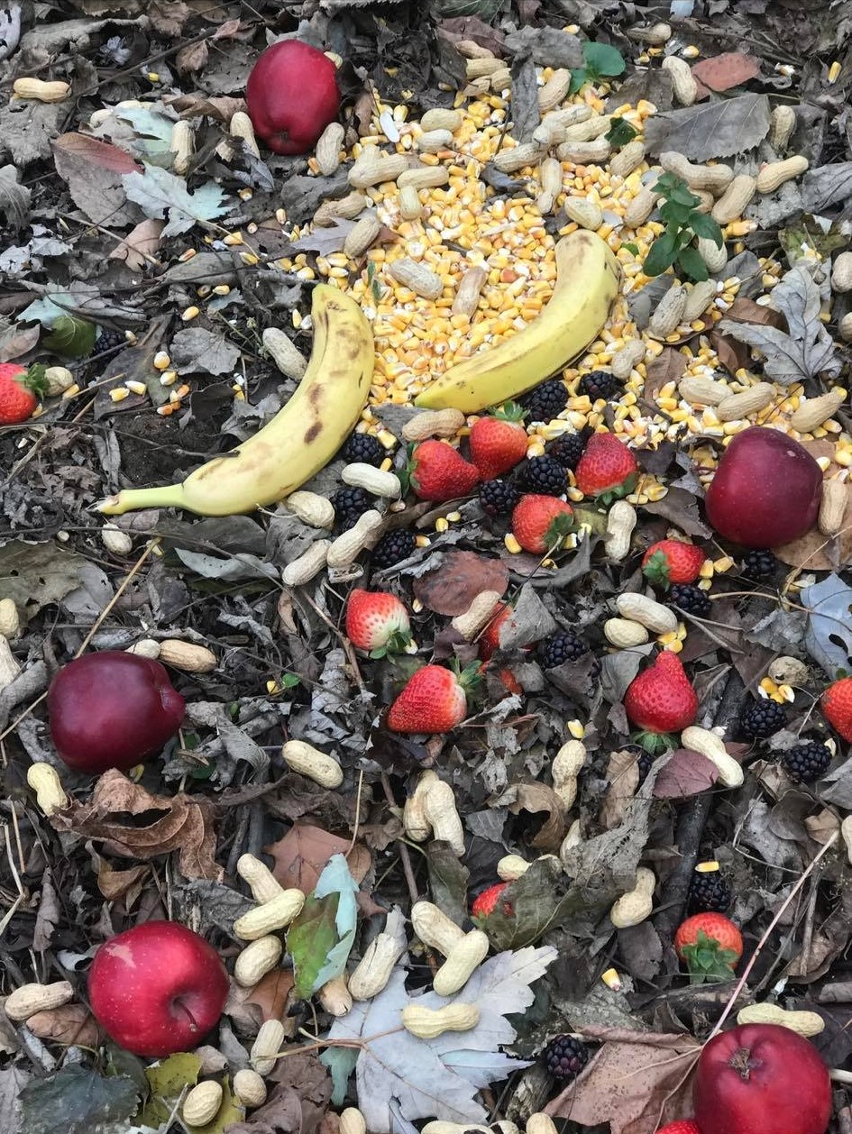 A bountiful pile of apples, bananas, peanuts, corn kernels, blackberries, and strawberries is strewn across the leaf debris for wildlife to enjoy.