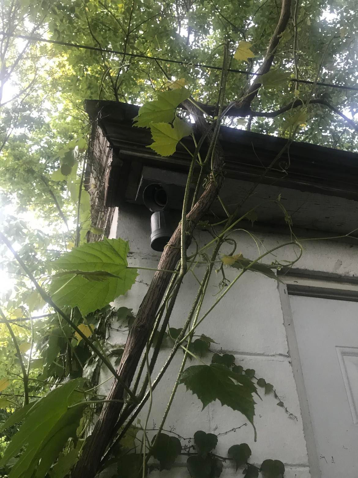 Woody vine draped in front of a white garage