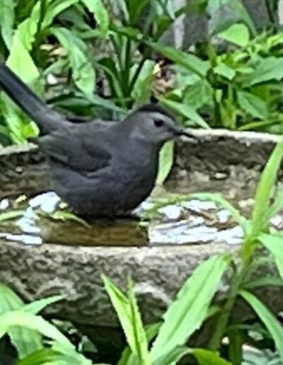 Catbird standing in concrete birdbath amidst herbaceous plants.