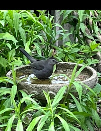Catbird standing in concrete birdbath amidst herbaceous plants.