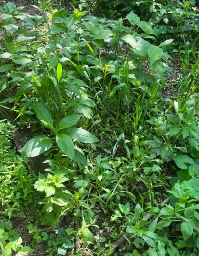 Image is filled with low-growing herbacsous plants, and includes a log and dead leaves on the ground.