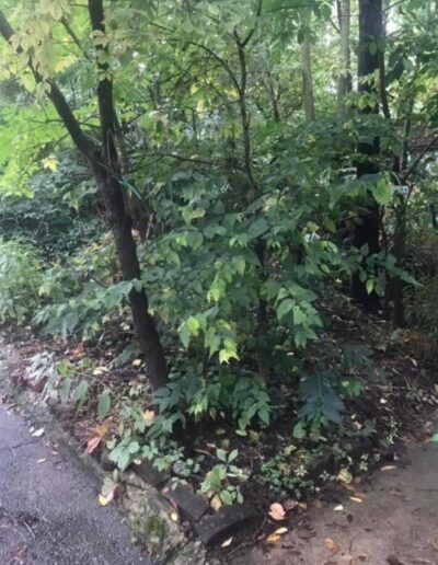 Street corner where the forest fragment meets the sidewalk