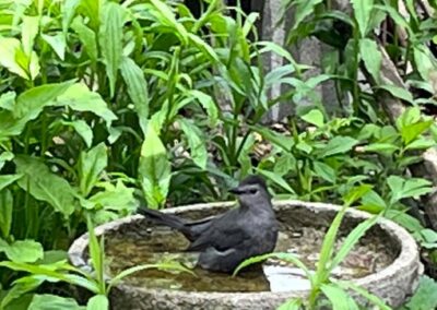 Catbird standing in full concrete birdbath amidst herbaceous plants.