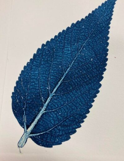 An indigo print from a hackberry leaf against a white background