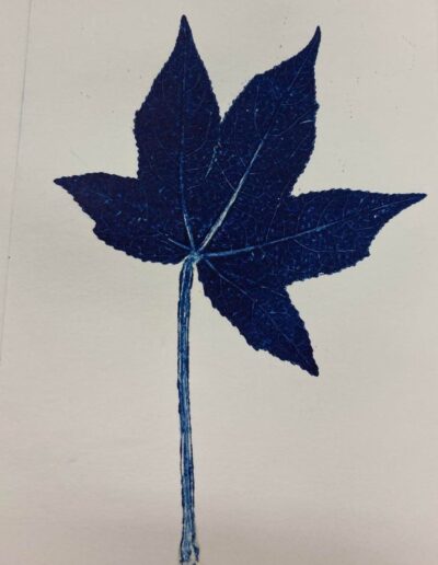 An indigo print from an sweet gum leaf against a white background