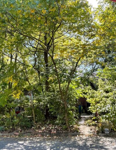 A concrete path leads to the Wildergarden house with tall trees plants from the forest stage to the left and right of the path.