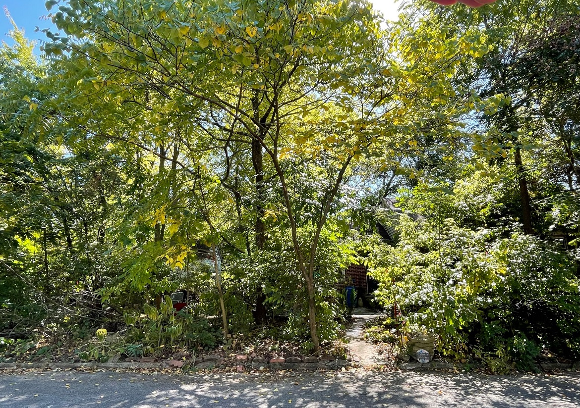 A concrete path leads to the Wildergarden house with tall trees plants from the forest stage to the left and right of the path.