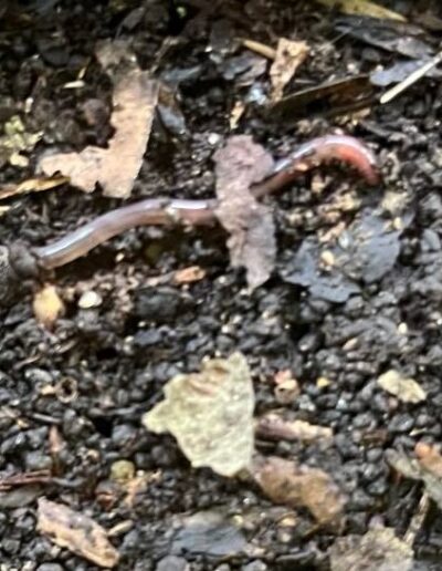 Young earthworm partly under a small leaf, while laying on moist soil.