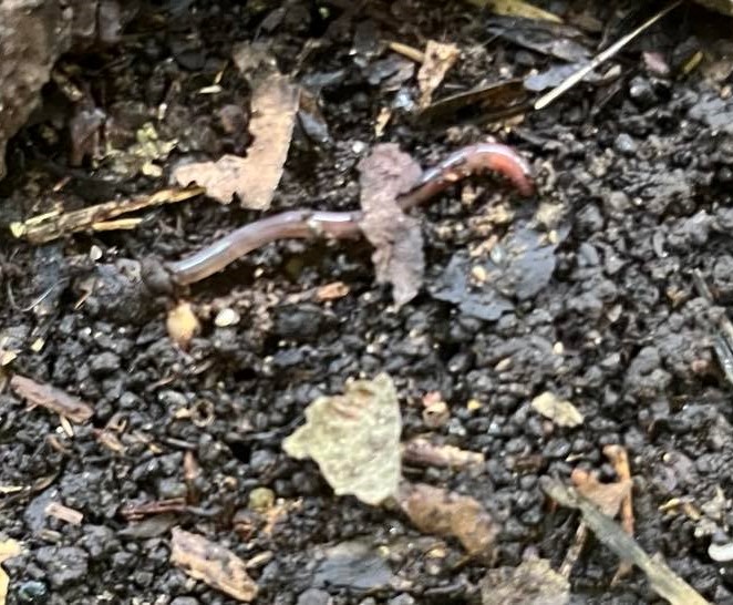 Young earthworm partly under a small leaf, while laying on moist soil.
