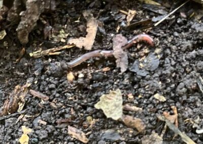 A small earthworm lays on damp soil.