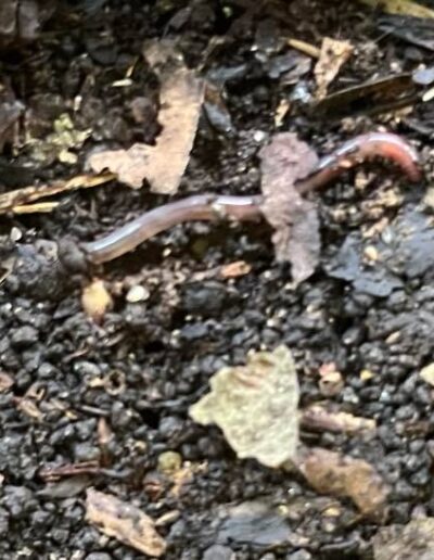 A small earthworm lays on damp soil.