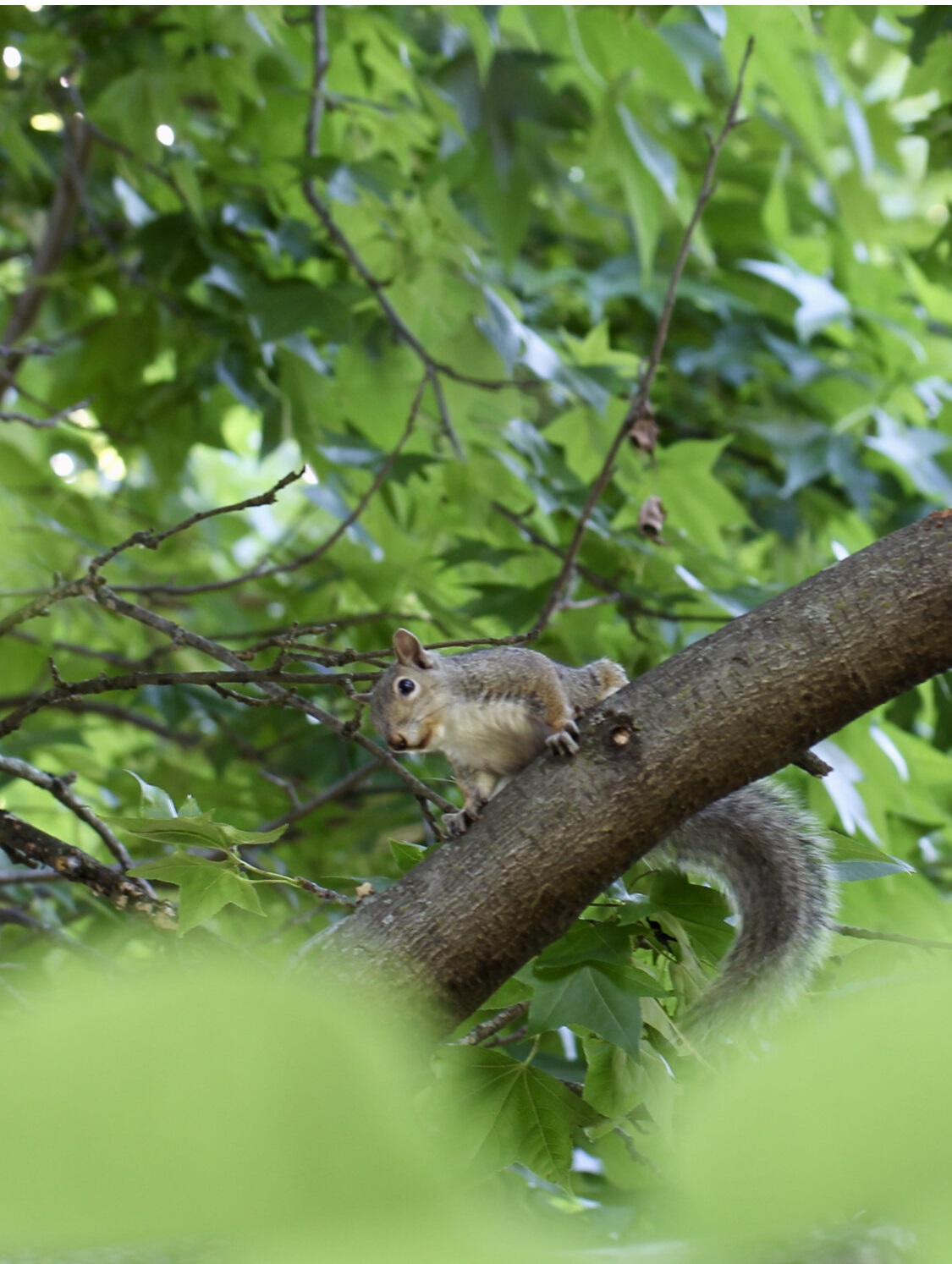 Grey squirrel sitting on a tree branch with leaves in the background