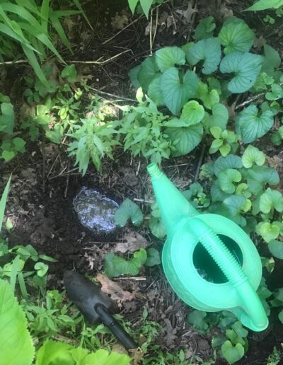 A bright green watering can and a small black trowel sit next to a freshly dug hole filled with water, surrounded by small herbaceous plants.