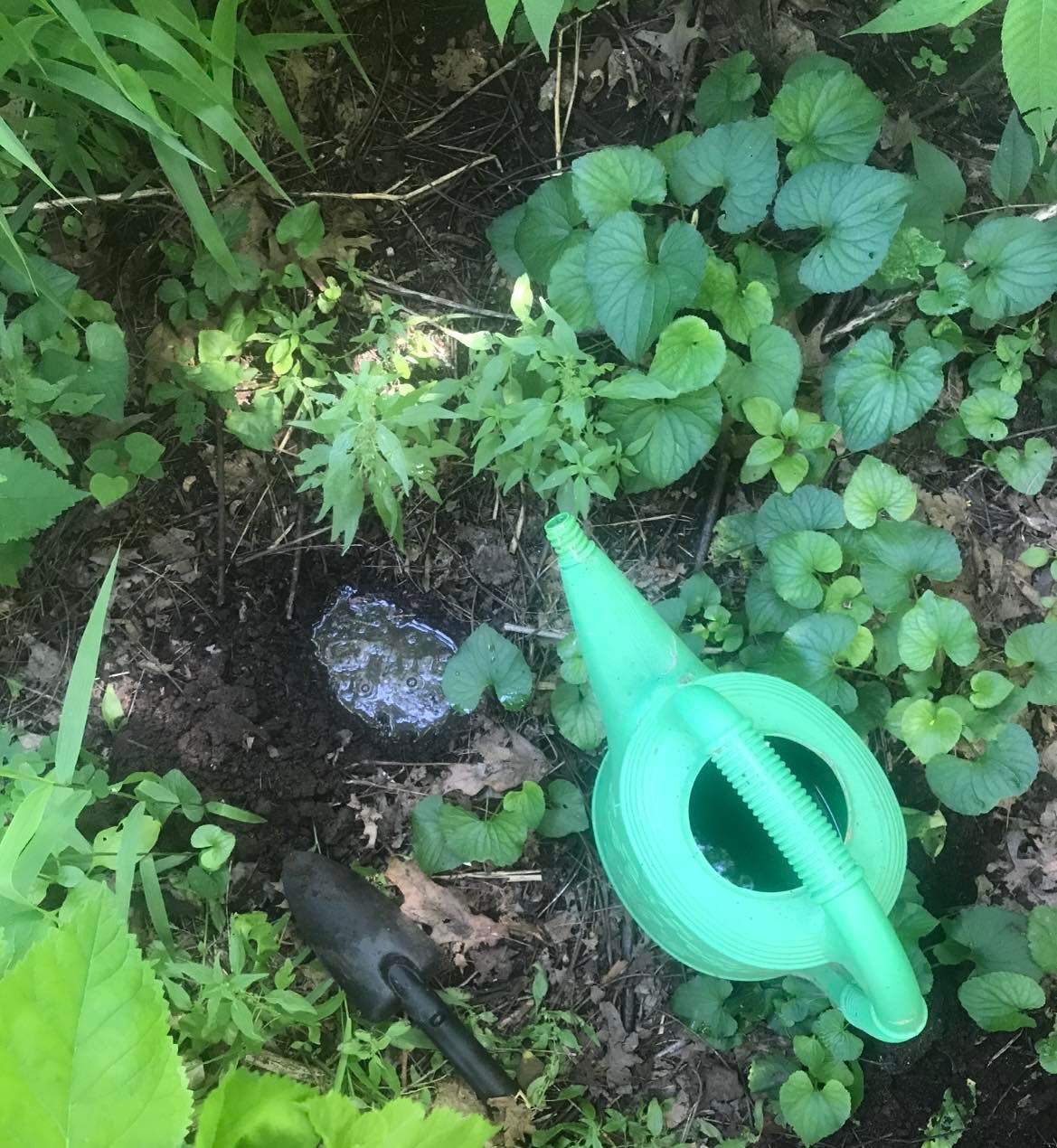 A bright green watering can and a small black trowel sit next to a freshly dug hole filled with water, surrounded by small herbaceous plants.